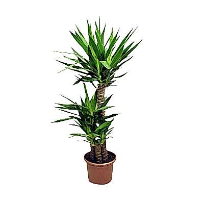 Saks�da Yucca �i�e�i (3`l�)